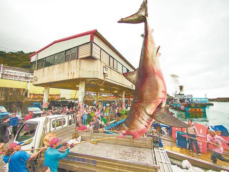 wushi harbor great white shark